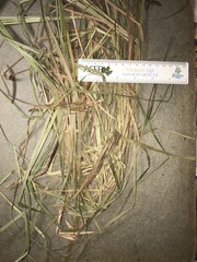 Carex recta