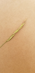 Festuca bromoides