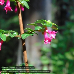 Fuchsia microphylla