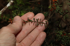 Pultenaea