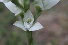 Chloraea membranacea