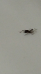 Zosis geniculata