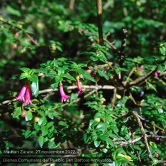 Fuchsia microphylla