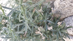 Johnstonella racemosa