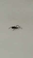 Zosis geniculata