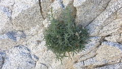 Johnstonella racemosa