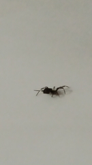 Zosis geniculata