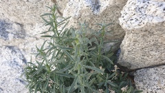 Johnstonella racemosa