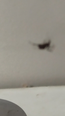 Zosis geniculata