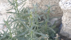 Johnstonella racemosa