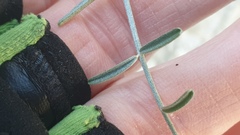 Astragalus pachypus pachypus