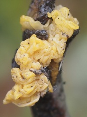 Tremella mesenterica