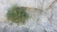 Astragalus pachypus pachypus