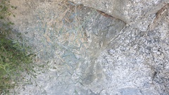 Astragalus pachypus pachypus