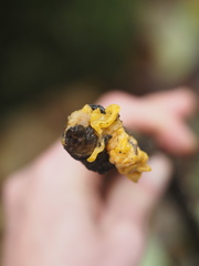 Tremella mesenterica