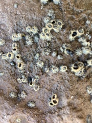 Balanomorpha