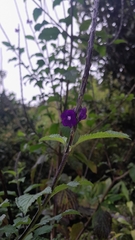 Stachytarpheta jamaicensis