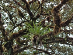 Tillandsia