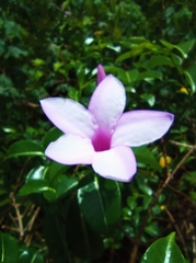 Cryptostegia