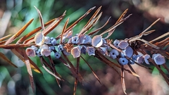 Taxodiomyia cupressi