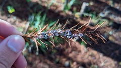 Taxodiomyia cupressi