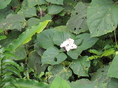 Clerodendrum chinense
