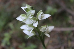Chloraea membranacea