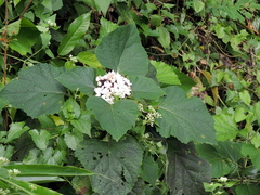 Clerodendrum chinense