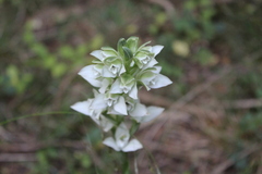 Chloraea membranacea