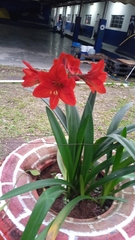 Hippeastrum hybridum