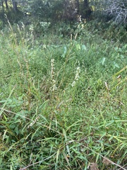 Persicaria hydropiperoides