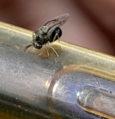 Eucharitidae