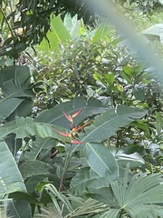 Heliconia latispatha