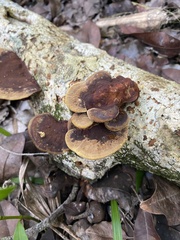 Fuscoporia gilva