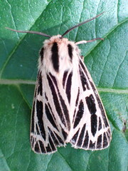 Apantesis virguncula