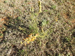 Crotalaria