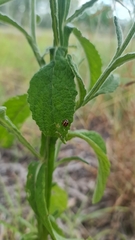 Pterocaulon redolens