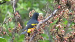 Gymnomystax mexicanus