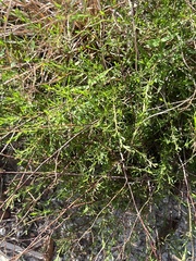 Polygonella polygama