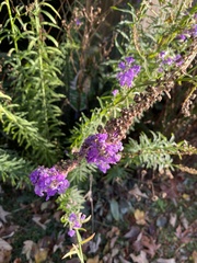 Linaria purpurea