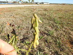 Crotalaria