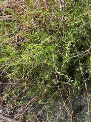 Polygonella polygama