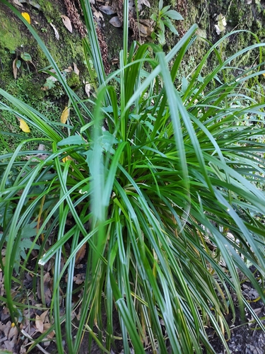 Carex perraudieriana image