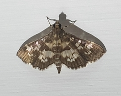 Spilomelinae