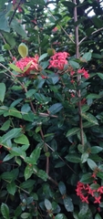 Ixora coccinea