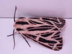 Apantesis virguncula