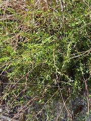 Polygonella polygama