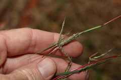 Cymbopogon refractus