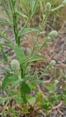 Pterocaulon redolens