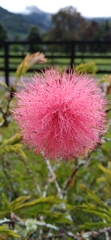 Calliandra haematocephala